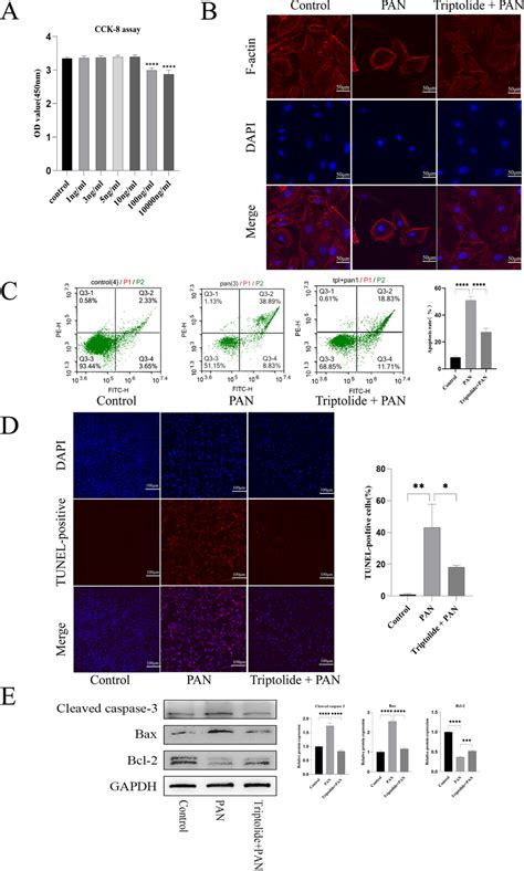 Triptolide Prevented PAN Induced Podocyte Cytoskeletal Injury And