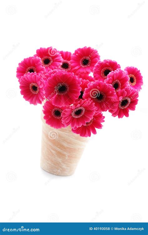 Gerbera Cor De Rosa Foto De Stock Imagem De Branco Margarida 40193058