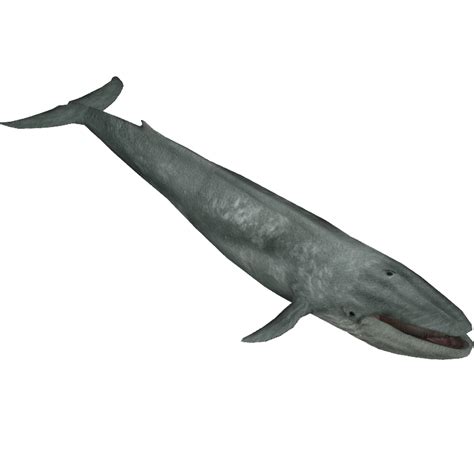 Blue Whale Aurora Designs Zt2 Download Library Wiki Fandom