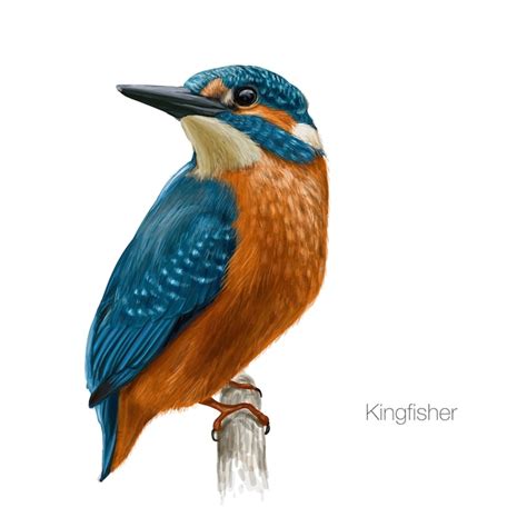 Kingfisher Bird Illustration Vecteur Premium