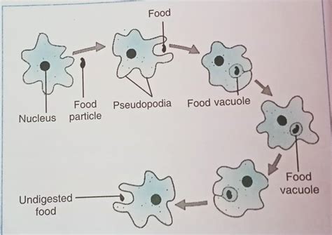 Nutrition In Amoeba Diagram