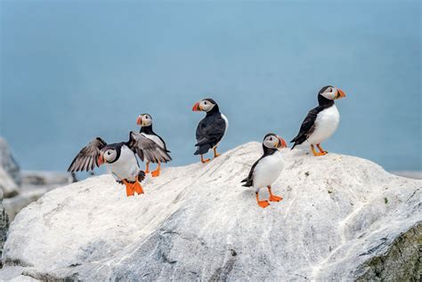 Maine Puffin Tours | New England from the Water - New England