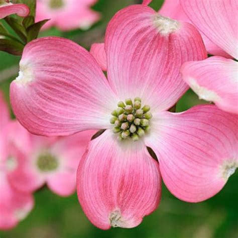 Pink Dogwood | Pink Dogwood Tree for Sale — PlantingTree