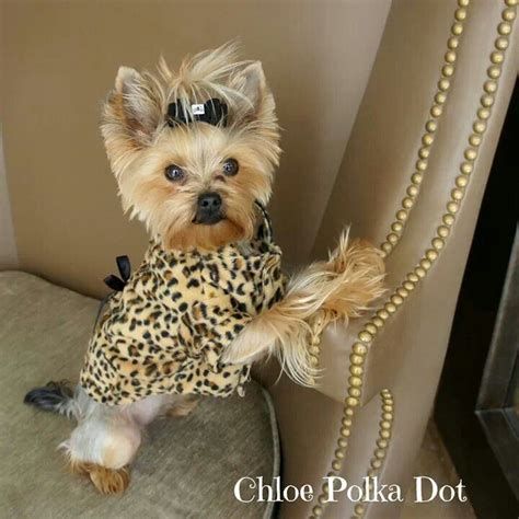 903 best images about Yorkies on Pinterest