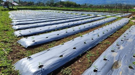 Serangan Hama Patek Di Kebonpedes Sukabumi Merusak Ribuan Tanaman Cabai