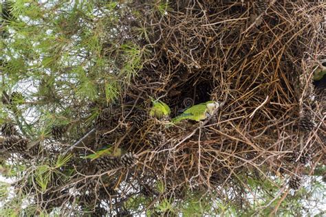 Parrots In Its Nest Stock Photo Image Of Bright America 99459352