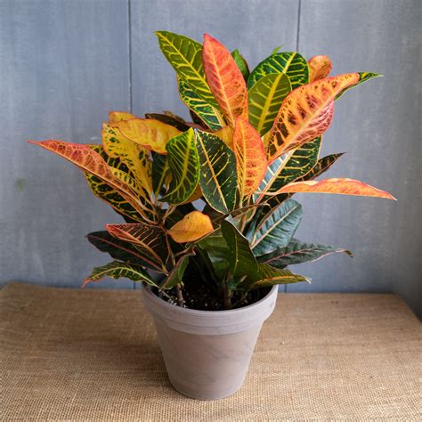 Croton | Houseplant in Lexington, KY | Michler's – Michler's Florist ...