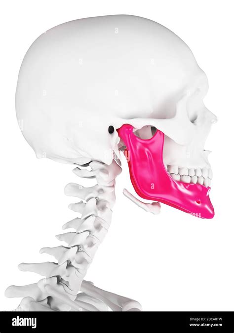 Jaw bone, illustration Stock Photo - Alamy