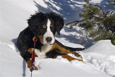 What Dog Breeds Need Coats In Winter - Tradingbasis