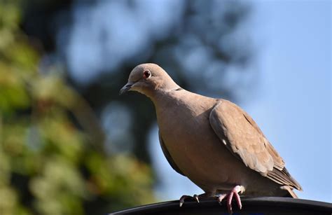 Tre Metodi Per Allontanare I Piccioni Dal Balcone