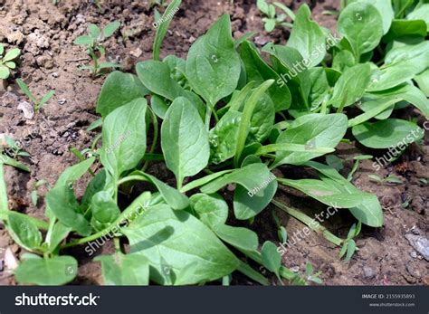 Young Spinach Sprouts Garden Spinach Seed Stock Photo 2155935893