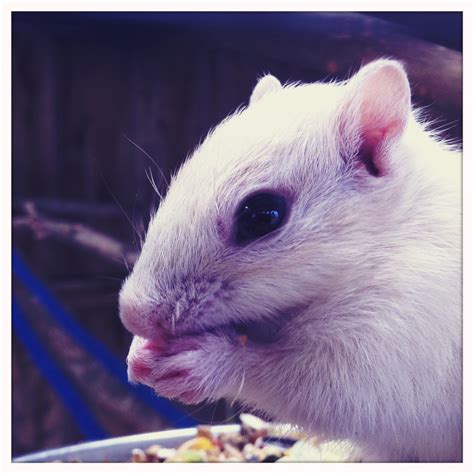 Gareth Watkins Photo Blog: Albino Chipmunk