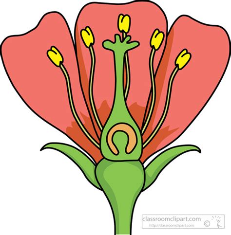 Flowers Clipart Parts Of A Flower Petals Stigma Sepal Anther No