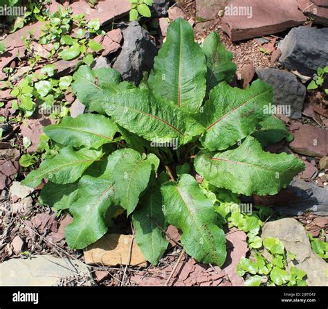 A Wild Bitter Dock Plant Stock Photo - Alamy