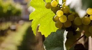 Actus Champagne Fm D Couvrez Les Dates Des Vendanges En Champagne