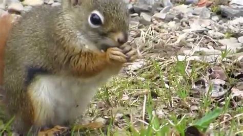 Ecureuil Au Parc Des Roulottes Bourg De Pabos YouTube