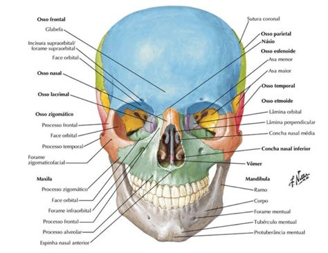 Cranio Vista Anterior Anatomia I