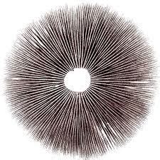 Cambodian Psilocybe Cubensis Spore Print Magicmushroomshop Net