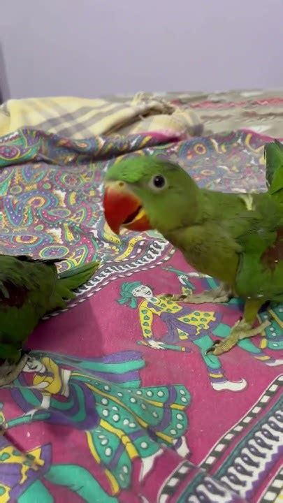 Mummy Talking Parrot🦜 🦜shorts Youtubeshorts Parrot Mithucute Youtube