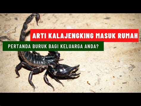 Arti Kalajengking Masuk Rumah Pertanda Buruk Bagi Keluarga Anda YouTube