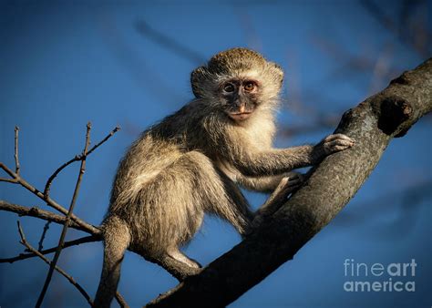 Monkey in a Tree Photograph by Jamie Pham - Pixels