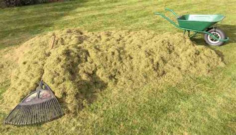 How To Remove Moss From Your Lawn In 4 Easy Steps Perfect Lawn Care