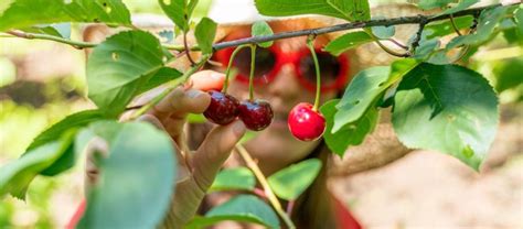 Idée anti gaspi des rubans jaunes pour autoriser la cueillette des fruits