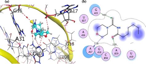 Binding Mode Of Compound J Inside The Active Site Of Rna In D Space