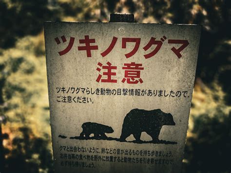 世田谷区にクマ出没！？目撃情報を徹底解説！ : 令和のニュース･話題など