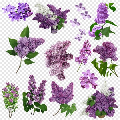 Flores Lilas Purple Flower Lot Png PNGEgg