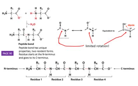 Topic 3 Protein Structure And Analysis Flashcards Quizlet