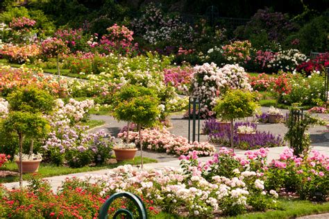 Peggy Rockefeller Rose Garden | NYBG