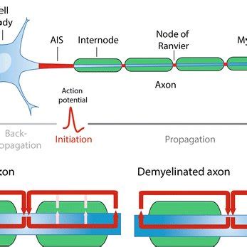 A Molecular Organization Of The Nodes Of Ranvier And Surrounding