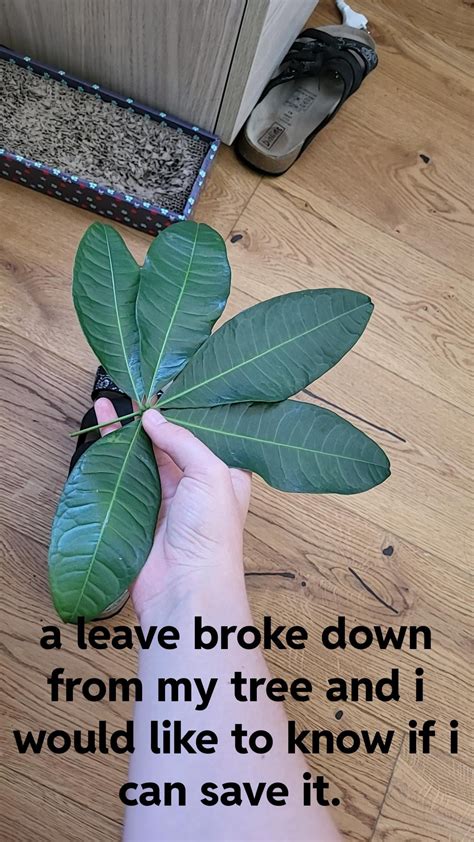 money tree (?) propagation : r/proplifting