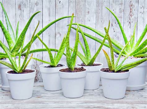 Aloe Vera Plant Care - Plant Glidar