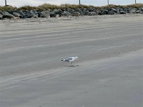 Seagull Poop Stock Photos Royalty Free Seagull Poop Images Depositphotos