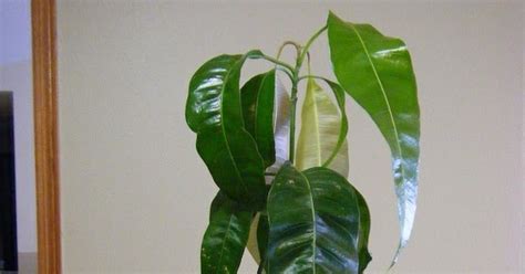 Kapora's Journey: Mango Tree- An Indoor Gardening Experiment