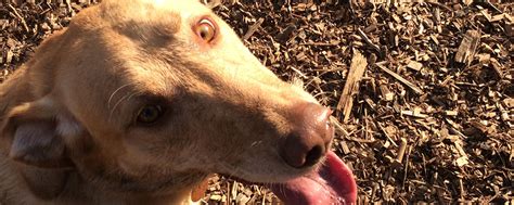 how to rid your home of fleas