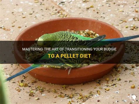 Mastering The Art Of Transitioning Your Budgie To A Pellet Diet | PetShun