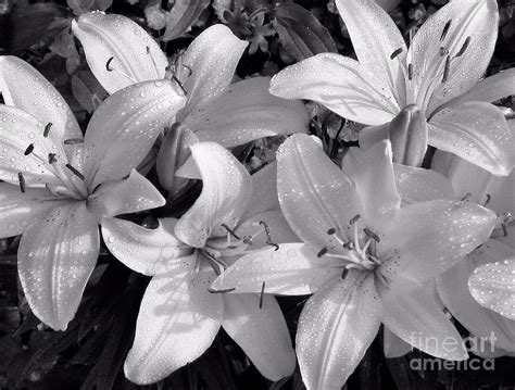 Lilies In Black And White Photograph By Sandra Huston Fine Art America