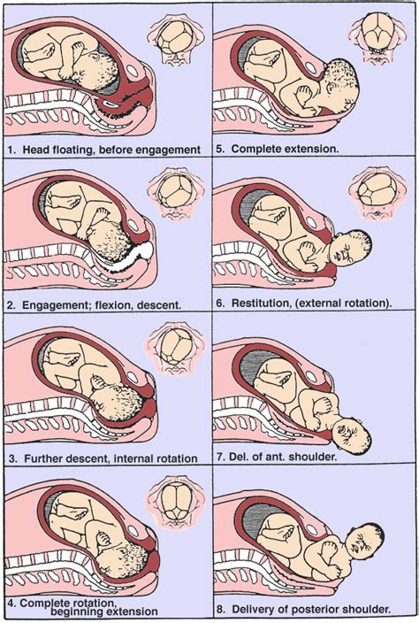 Stages Of Labor Diagram