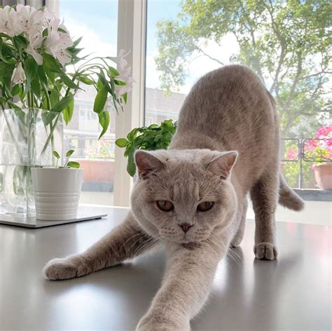 Pin By Cosmicrain🪐 On British Shorthair In 2020 British Shorthair