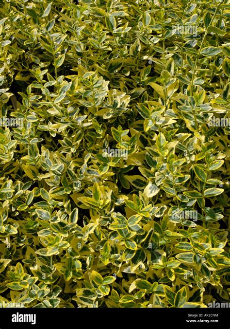 Winter Creeper Euonymus Fortunei Aurea Stock Photo Alamy