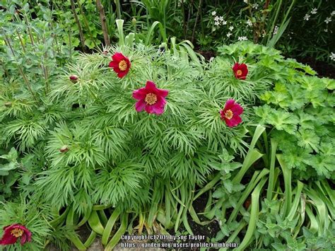 Photo Of The Entire Plant Of Fern Leaf Peony Paeonia Tenuifolia