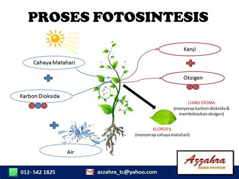 Proses Fotosintesis Sains Tahun 4 Kokakka Otosection Riset