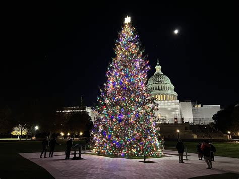 Capitol Christmas Tree 2025 - Devon Miriam