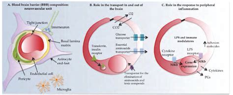 Neurovascular unit composition, function and role in the response to ...