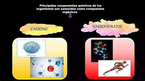 Compuestos Org Nicos Esenciales Para La Vida Ppt Descarga Gratuita