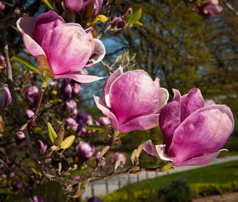 Sadzenie magnolii kiedy i jak to zrobić Agrecol