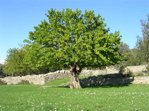 tuteurer  arbre loisir jardin